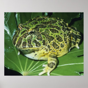 Sierlijke Hoornkikker, (Ceratophrys ornata), Poster
