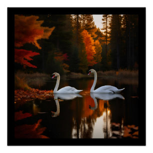 Sierlijke witte zwanen glijden over herfstvijver perfect poster