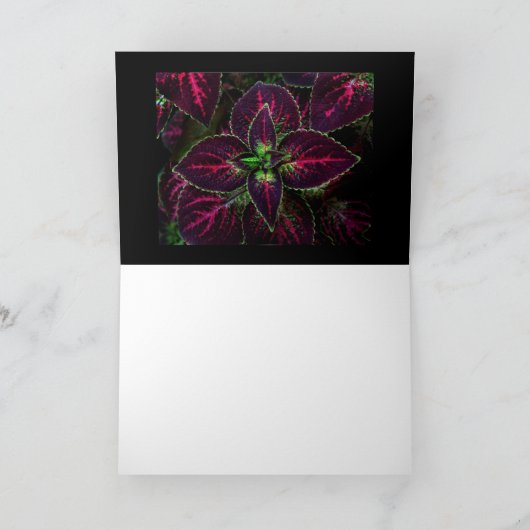 Siernetel Kaart (Binnen)