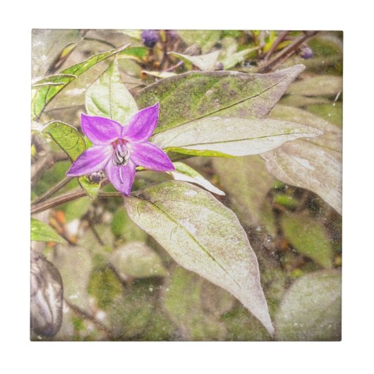 sierpannen tegeltje (Voorkant)