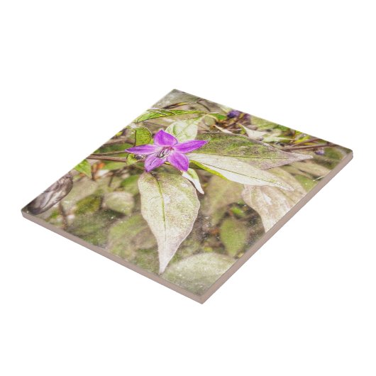 sierpannen tegeltje (Zijkant)