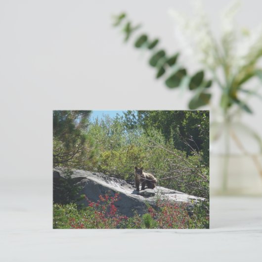 Sierra Beer Cub Briefkaart (Staand voorkant)