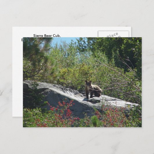 Sierra Beer Cub Briefkaart (Voorkant / Achterkant)
