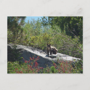 Sierra Beer Cub Briefkaart