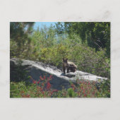 Sierra Beer Cub Briefkaart (Voorkant)