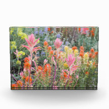 Sierra Buttermilk Wildbloemen