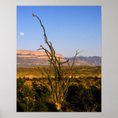 Sierra del Carmen Octillo Poster (Voorkant)