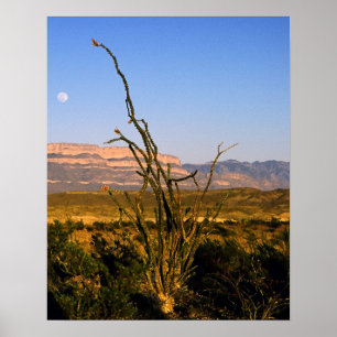 Sierra del Carmen Octillo Poster