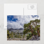 Sierra-jeneverbes en groenblijvende bomen briefkaart (Voorkant / Achterkant)