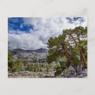 Sierra-jeneverbes en groenblijvende bomen briefkaart