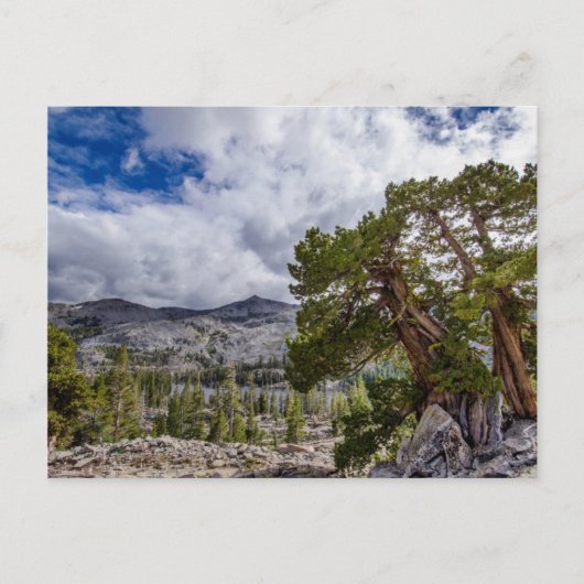 Sierra-jeneverbes en groenblijvende bomen briefkaart (Voorkant)