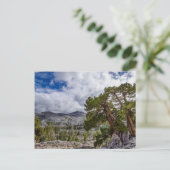 Sierra-jeneverbes en groenblijvende bomen briefkaart (Staand voorkant)
