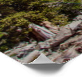 Sierra-jeneverbes en groenblijvende bomen poster (Hoek)