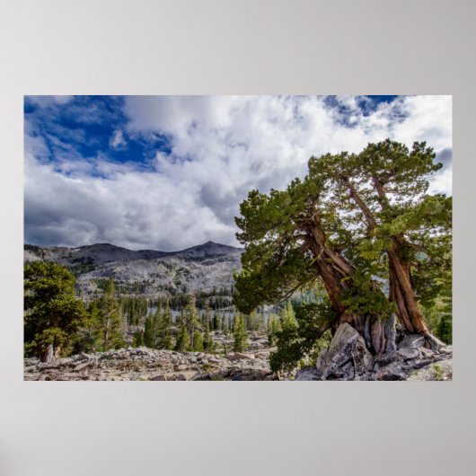 Sierra-jeneverbes en groenblijvende bomen poster (Voorkant)