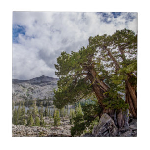 Sierra-jeneverbes en groenblijvende bomen tegeltje