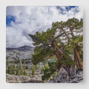 Sierra-jeneverbes en groenblijvende bomen vierkante klok