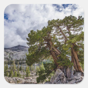 Sierra-jeneverbes en groenblijvende bomen vierkante sticker