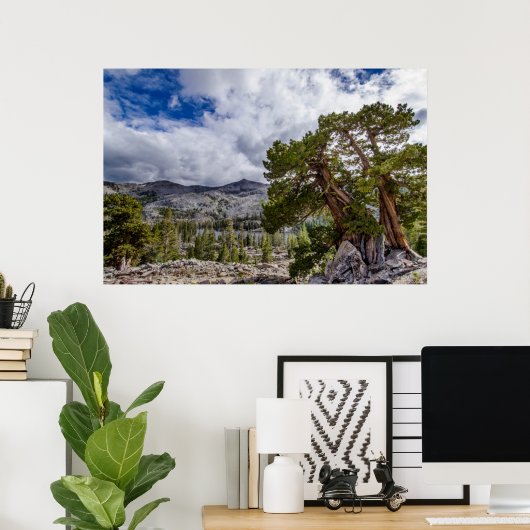 Sierra Juniper and Evergreen Trees Poster (Thuiskantoor)