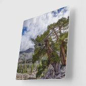 Sierra Juniper and Evergreen Trees Vierkante Klok (Hoek)