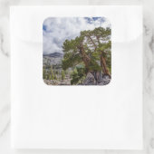 Sierra Juniper and Evergreen Trees Vierkante Sticker (Tas)