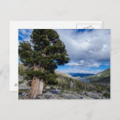 Sierra Juniper en Evergreen Trees 2 Briefkaart (Voorkant / Achterkant)