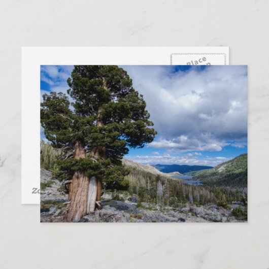 Sierra Juniper en Evergreen Trees 2 Briefkaart (Voorkant / Achterkant)