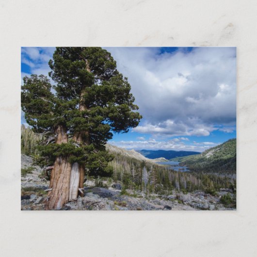 Sierra Juniper en Evergreen Trees 2 Briefkaart (Voorkant)