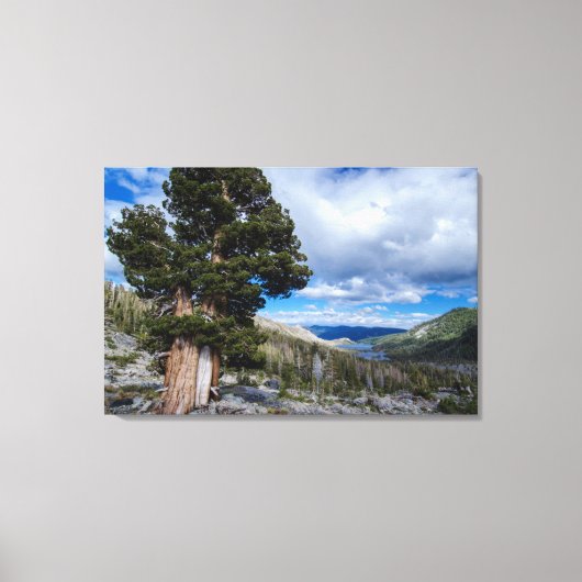 Sierra Juniper en Evergreen Trees 2 Canvas Afdruk (Voorkant)