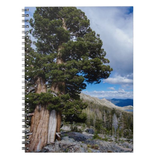Sierra Juniper en Evergreen Trees 2 Notitieboek (Voorkant)