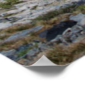 Sierra Juniper en Evergreen Trees 2 Poster (Hoek)