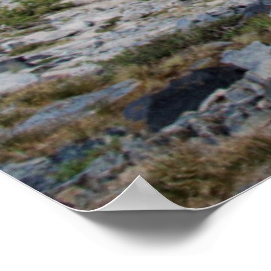 Sierra Juniper en Evergreen Trees 2 Poster (Hoek)