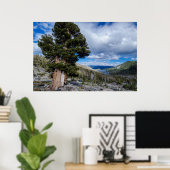 Sierra Juniper en Evergreen Trees 2 Poster (Thuiskantoor)