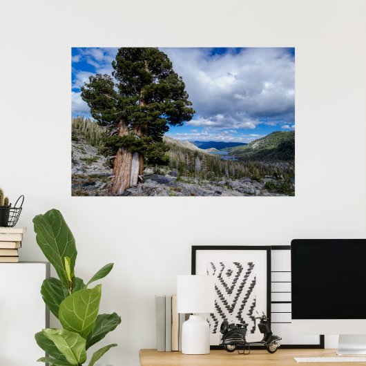 Sierra Juniper en Evergreen Trees 2 Poster (Thuiskantoor)