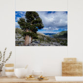 Sierra Juniper en Evergreen Trees 2 Poster (Keuken)