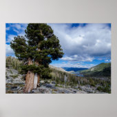 Sierra Juniper en Evergreen Trees 2 Poster (Voorkant)