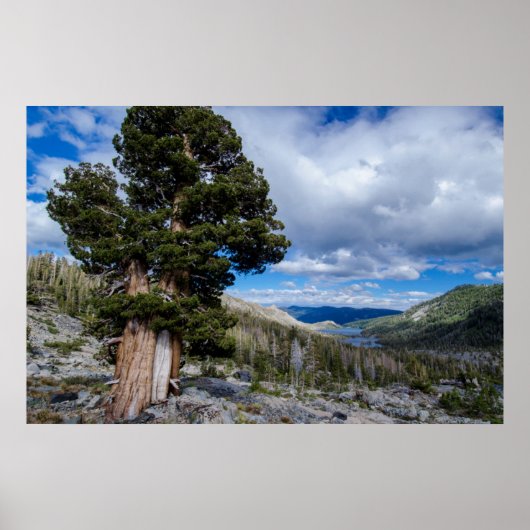 Sierra Juniper en Evergreen Trees 2 Poster (Voorkant)
