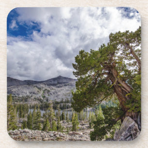 Sierra Juniper en Evergreen Trees Onderzetter