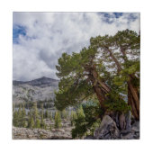 Sierra Juniper en Evergreen Trees Tegeltje (Voorkant)