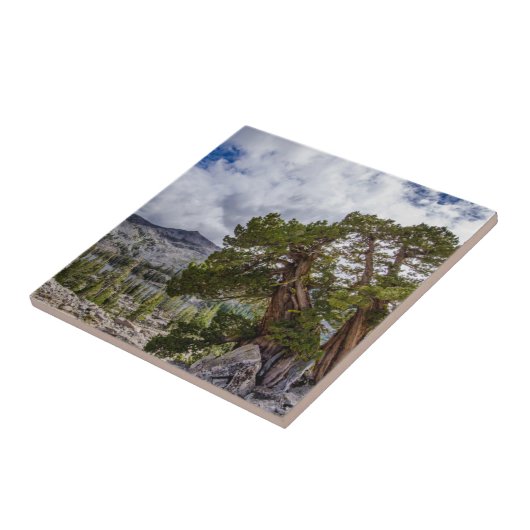 Sierra Juniper en Evergreen Trees Tegeltje (Zijkant)