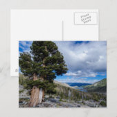 Sierra Juniper en Groene Bomen 2 Briefkaart (Voorkant / Achterkant)