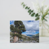 Sierra Juniper en Groene Bomen 2 Briefkaart (Staand voorkant)