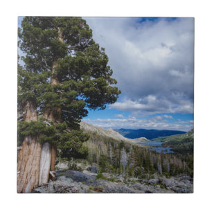 Sierra Juniper en Groene Bomen 2 Tegeltje