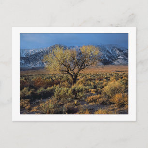 "Sierra Sunlit Tree" Briefkaart