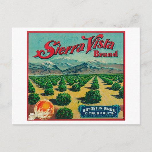 Sierra Vista - Kentekenmerk Citrus Briefkaart (Voorkant)