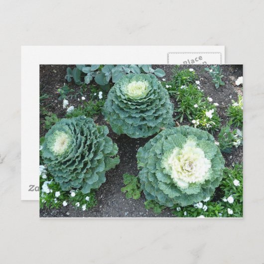 siersteen briefkaart (Voorkant / Achterkant)