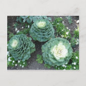 siersteen briefkaart (Voorkant)