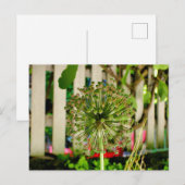 sierui briefkaart (Voorkant / Achterkant)