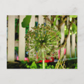 sierui briefkaart (Voorkant)