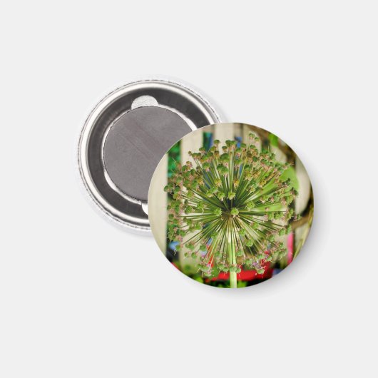 Sieruienmagneet Magneet (Voorkant / Achterkant)