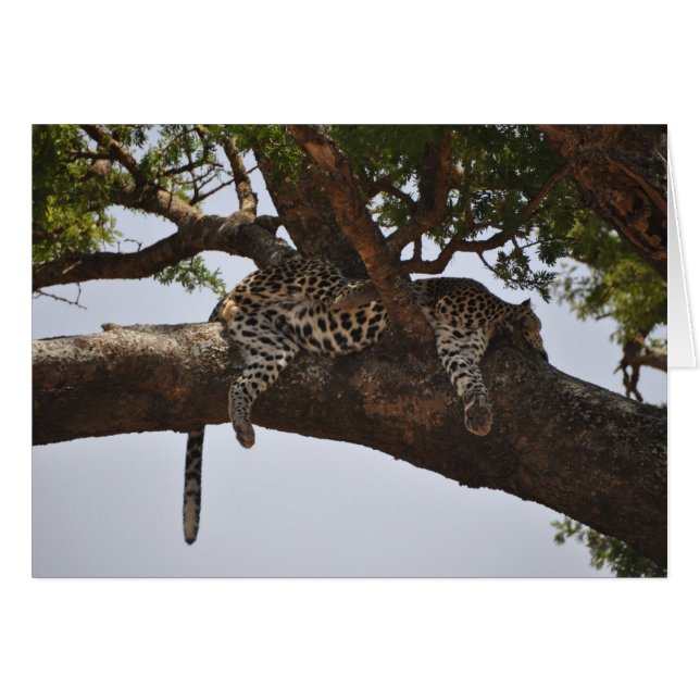 Siesta (Voorkant Horizontaal)